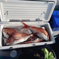 遊漁船ブルーウッズ 釣果