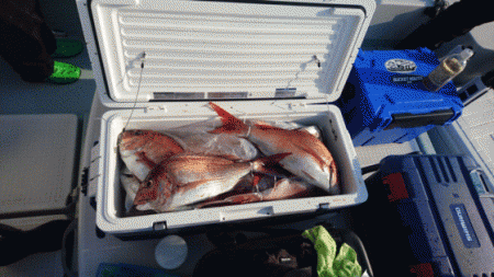 遊漁船ブルーウッズ 釣果