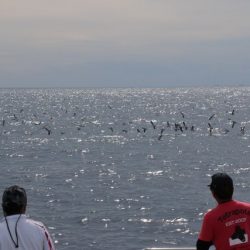へいみつ丸 釣果