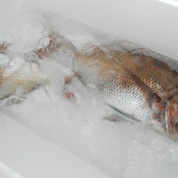 こうゆう丸 釣果