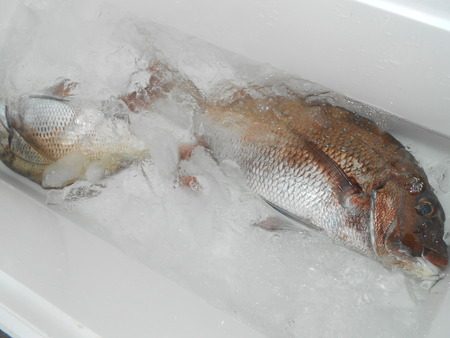 こうゆう丸 釣果