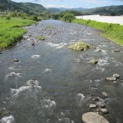 狩野川(狩野川漁業協同組合) 釣果