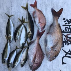 網屋丸 釣果