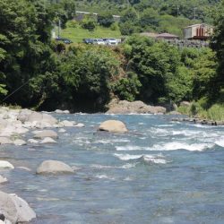 狩野川(狩野川漁業協同組合) 釣果