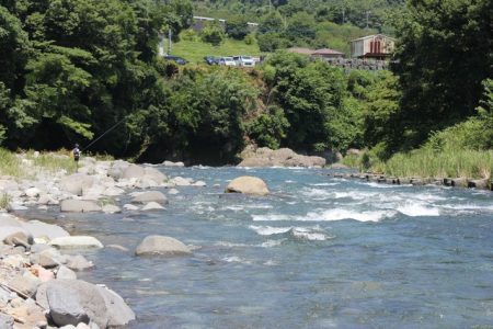 狩野川(狩野川漁業協同組合) 釣果