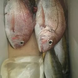 網屋丸 釣果