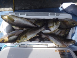 石川丸 釣果