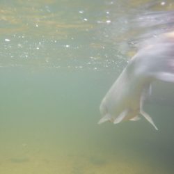フィッシングレイクたかみや 釣果