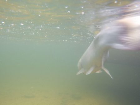 フィッシングレイクたかみや 釣果
