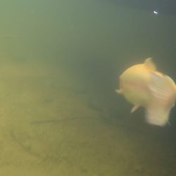 フィッシングレイクたかみや 釣果