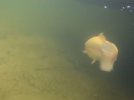 フィッシングレイクたかみや 釣果