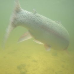 フィッシングレイクたかみや 釣果