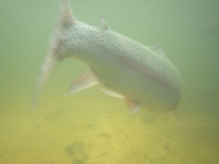 フィッシングレイクたかみや 釣果