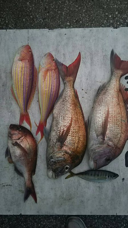 網屋丸 釣果