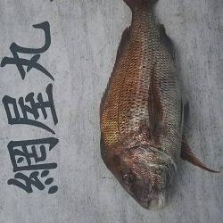網屋丸 釣果