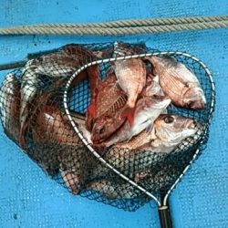 フィッシングガイド りょう 釣果