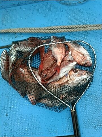 フィッシングガイド りょう 釣果