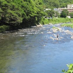 狩野川(狩野川漁業協同組合) 釣果