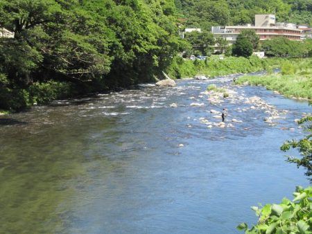 狩野川(狩野川漁業協同組合) 釣果