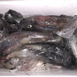 幸風（さちかぜ） 釣果