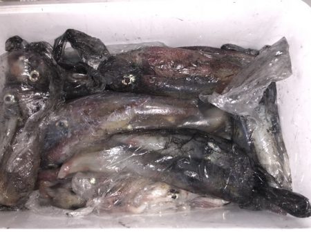 幸風（さちかぜ） 釣果