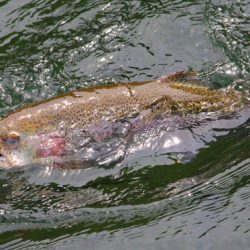 小菅トラウトガーデン 釣果