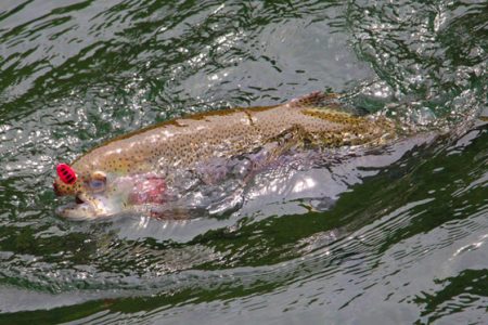 小菅トラウトガーデン 釣果