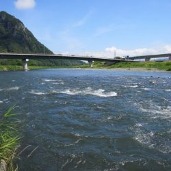 狩野川(狩野川漁業協同組合) 釣果