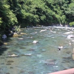 狩野川(狩野川漁業協同組合) 釣果