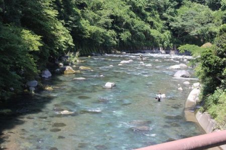 狩野川(狩野川漁業協同組合) 釣果