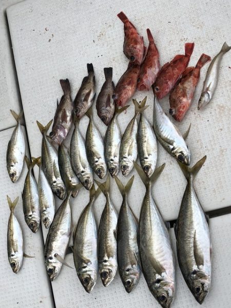 第二辰丸 釣果