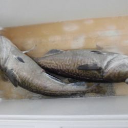 大進丸(新潟) 釣果