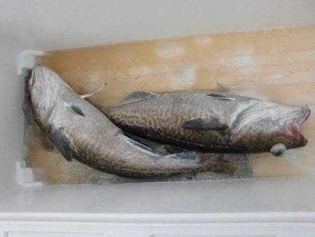 大進丸(新潟) 釣果