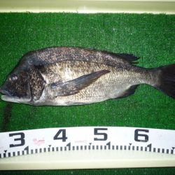 海山フィッシングセンター 釣果