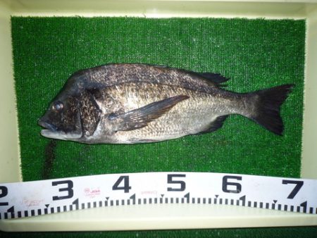 海山フィッシングセンター 釣果