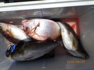 石川丸 釣果
