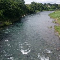 狩野川(狩野川漁業協同組合) 釣果