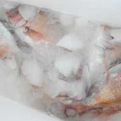 こうゆう丸 釣果