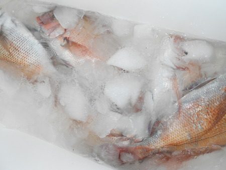 こうゆう丸 釣果