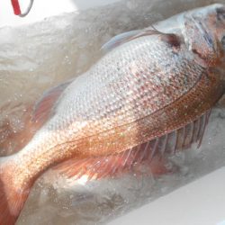 こうゆう丸 釣果