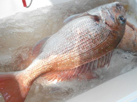 こうゆう丸 釣果