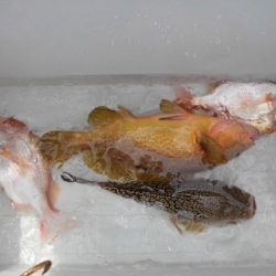 大進丸(新潟) 釣果