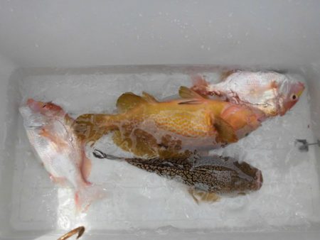 大進丸(新潟) 釣果