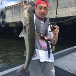 シーマジカル 釣果