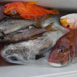 遊漁船 新鋭丸 釣果