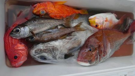 遊漁船 新鋭丸 釣果