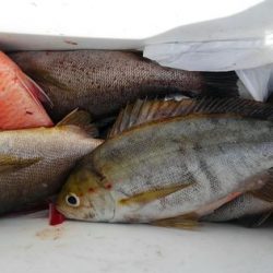 遊漁船 新鋭丸 釣果