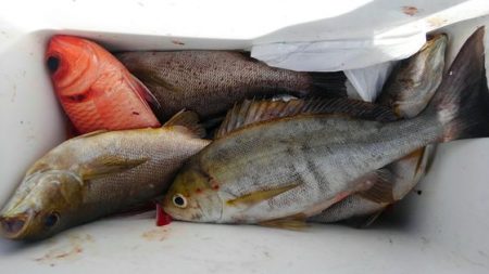 遊漁船 新鋭丸 釣果