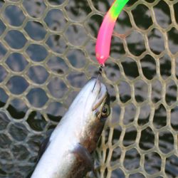 小菅トラウトガーデン 釣果