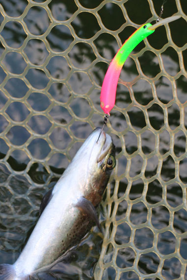 小菅トラウトガーデン 釣果